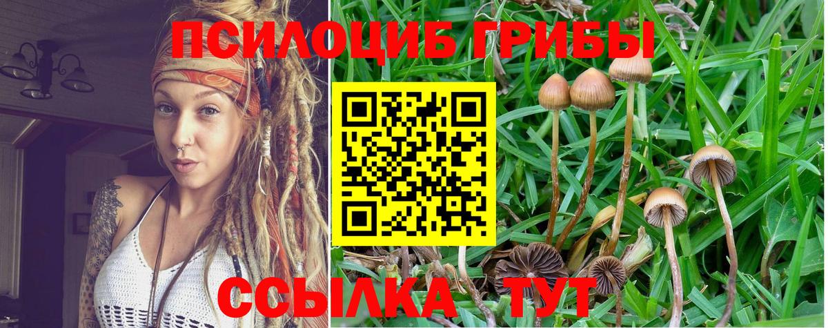 Псилоцибиновые грибы Psilocybe  Вход с VPN  где купить наркоту  Алушта 